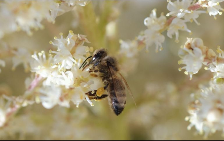 Cada colmena destruida albergaba entre 10 mil y 30 mil abejas. AFP/C. Delmas