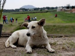 Hoy 21 de julio se conmemora el Día del Perro en todo el mundo. SUN / ARCHIVO