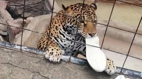El jaguar se quedó con uno de los tenis del menor como botín tras morderle el pie. ESPECIAL