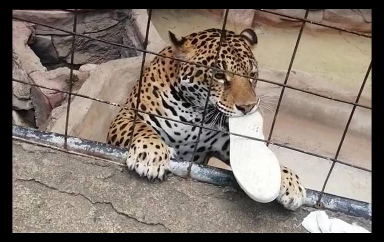 El jaguar se quedó con uno de los tenis del menor como botín tras morderle el pie. ESPECIAL