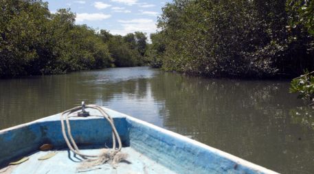 México perdió cerca de 10 mil hectáreas de manglares tan sólo en el 2020. EL INFORMADOR/ARCHIVO