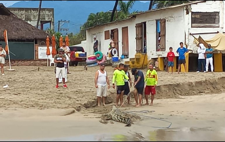 Protección Civil detalló que el cocodrilo fue liberado en el río Ameca. ESPECIAL /