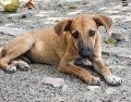"En la actualidad se estima que en el país hay alrededor de 28 millones de perros, de los que el 70% se encuentran en la calle". PIXABAY