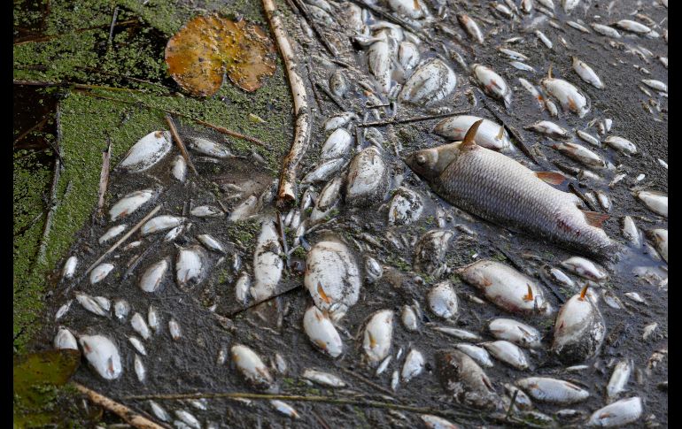 Las autoridades investigan la causa de la muerte masiva de peces. AFP/O. Andersen