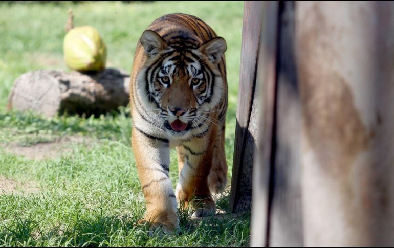 Las huellas halladas confirman que se trata de un tigre, al parecer joven, que merodea por los alrededores. EL INFORMADOR/ARCHIVO