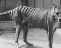 El último tigre de Tasmania murió en el zoo de Hobart en 1936. GETTY IMAGES
