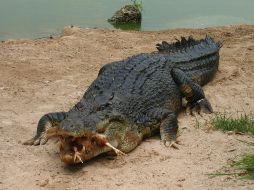 La víctima se habría metido a nadar a la Laguna del Carpintero a pesar de que está prohibido por la presencia de cocodrilos en la zona. EL INFORMADOR / ARCHIVO