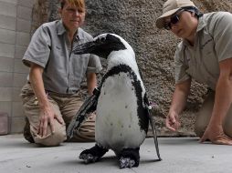 Thera-Paw fabricó un calzado a la medida hecho con hule y neopreno especial para Lucas. AP/San Diego Zoo Wildlife Alliance