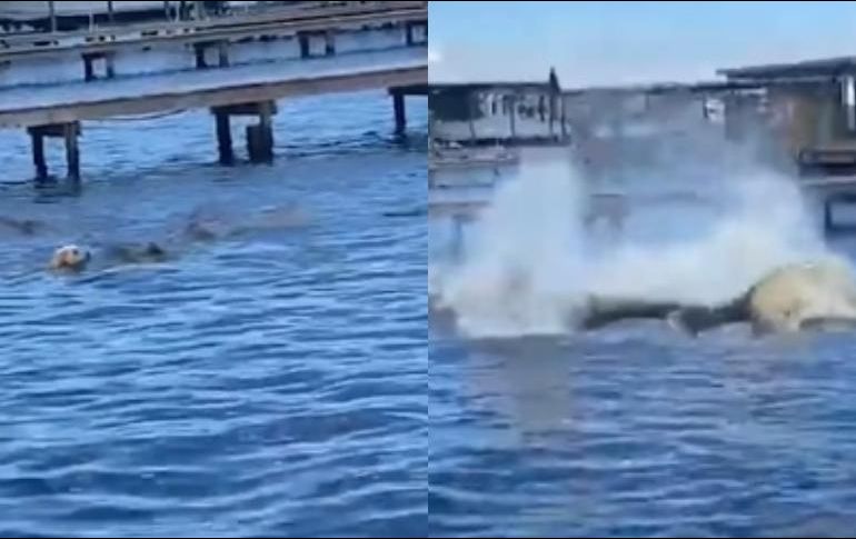 Un cachorro se llevó una sorpresa luego de lanzarse al mar para nadar junto a unos manatíes en Orange Beach, Alabama. INSTAGRAM / storyfulvideo