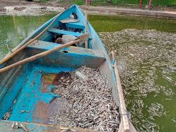 Por muerte de peces en Cajititlán, piden verificar origen de alimentos que se consumen