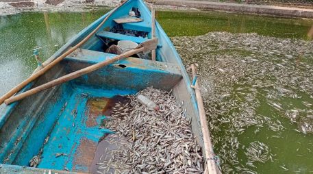 Por muerte de peces en Cajititlán, piden verificar origen de alimentos que se consumen