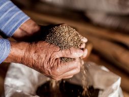 Naturkost es una empresa Jalisciense, pionera en el cultivo y distribución de chía. EL INFORMADOR/ARCHIVO