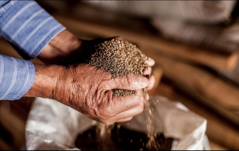 Naturkost es una empresa Jalisciense, pionera en el cultivo y distribución de chía. EL INFORMADOR/ARCHIVO