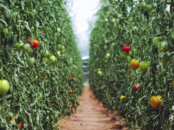 La investigación nació con el objetivo de desarrollar un tomate nutricionalmente mejorado. ESPECIAL/Foto de Markus Spiske en Unsplash