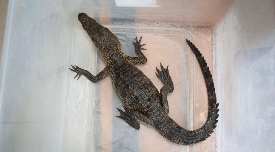 El reptil se aprecia de unos 30 centímetros, con sus colmillos y mirada peculiares. FACEBOOK / Servicios Públicos Municipales de Querétaro