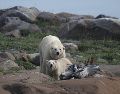 En la bahía canadiense de Hudson, en pleno verano, los osos polares toman el sol frente a las olas, lejos de la banquisa, y de sus presas, las focas. AFP/O. Morin