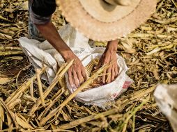Comunidades rurales acumulan hasta un 60% de pobreza. EL INFORMADOR/ Archivo
