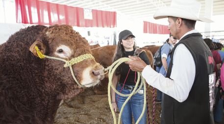 La exposición de ganado es una de las mayores atracciones para las personas que asisten a la Expo Ganadera, que concluye el 13 de noviembre. EL INFORMADOR/ C. Zepeda