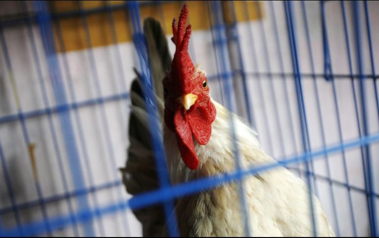Según datos oficiales del SIAP, el Estado cuenta con 700 unidades de producción avícola y un inventario de 140 millones de aves. EFE / ARCHIVO