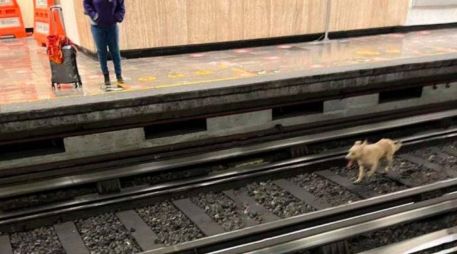 Un perro causó nerviosismo entre usuarios al sortear el paso del tren. ESPECIAL