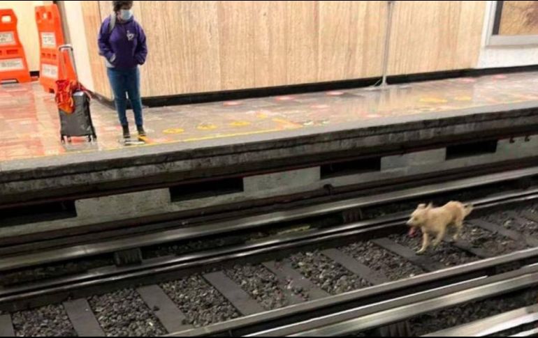Un perro causó nerviosismo entre usuarios al sortear el paso del tren. ESPECIAL