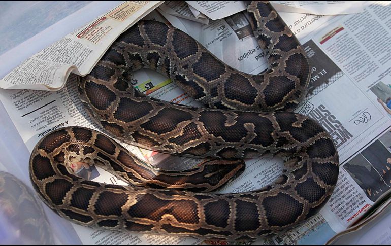 El abuelo y el padre del niño rápidamente intervinieron ante el ataque de la boa. EL INFORMADOR/ARCHIVO