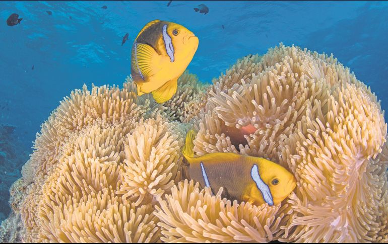 Un mundo bajo el agua. No podrás creer todo lo que Tahití tiene para el aventurero. ESPECIAL/Tahiti Tourisme
