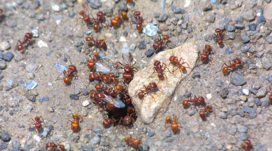 Luego de comprobar la composición molecular del líquido producido por las hormigas pupu, las investigadoras identificaron 185 proteínas y más de 100 metabolitos. EL INFORMADOR/ARCHIVO