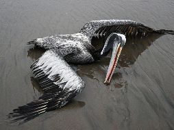En Perú, por ejemplo, han muerto unas 14 mil aves marinas, en su mayoría pelícanos, a causa de la influenza aviar H5N1. AFP/E. Benavides