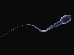 La cuenta de espermatozoides cayó 51% en cinco décadas, según los estudios. GETTY IMAGES