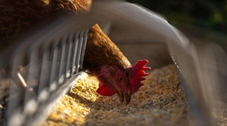 La epidemia de gripe aviar en Europa que comenzó en octubre del año pasado prevalece hasta hoy día, con más de 50 millones de aves sacrificadas el país está trabajando en un proyecto de vacunación aviar oportuna. Pixabay