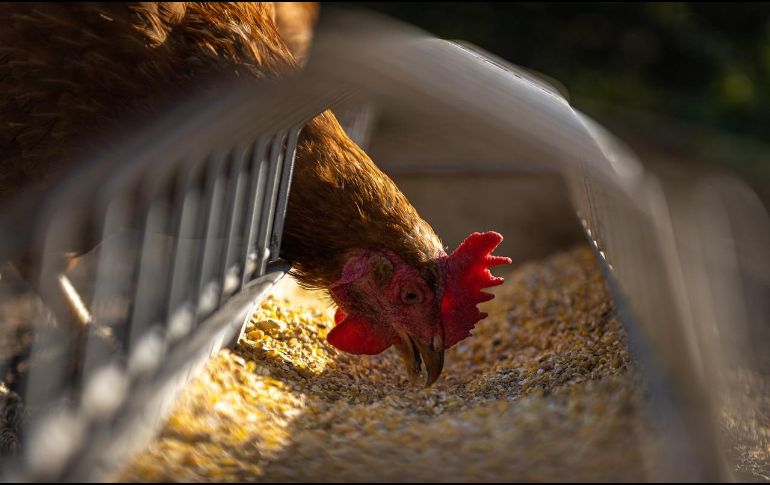 La epidemia de gripe aviar en Europa que comenzó en octubre del año pasado prevalece hasta hoy día, con más de 50 millones de aves sacrificadas el país está trabajando en un proyecto de vacunación aviar oportuna. Pixabay