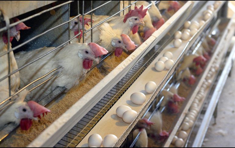 El sector avícola ecuatoriano incluye 263 millones de pollos y 16 millones de aves ponedoras. EL INFORMADOR/ARCHIVO