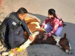 El caballo fue atendido por médicos veterinarios. SUN