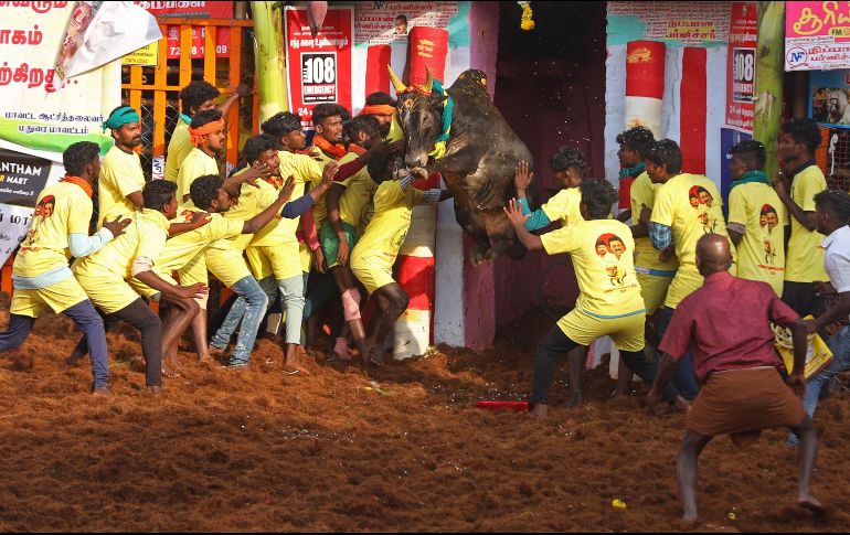En la fiesta, denominada Jallikattu, los participantes intentan dominar al toro sin matarlo. AFP/S. Loganathan