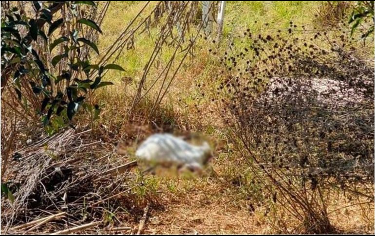 El hallazgo de la cabra decapitada ocurrió ayer domingo en el parque de Antequera. ESPECIAL