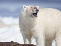El oso polar fue abatido a balazos. ESPECIAL