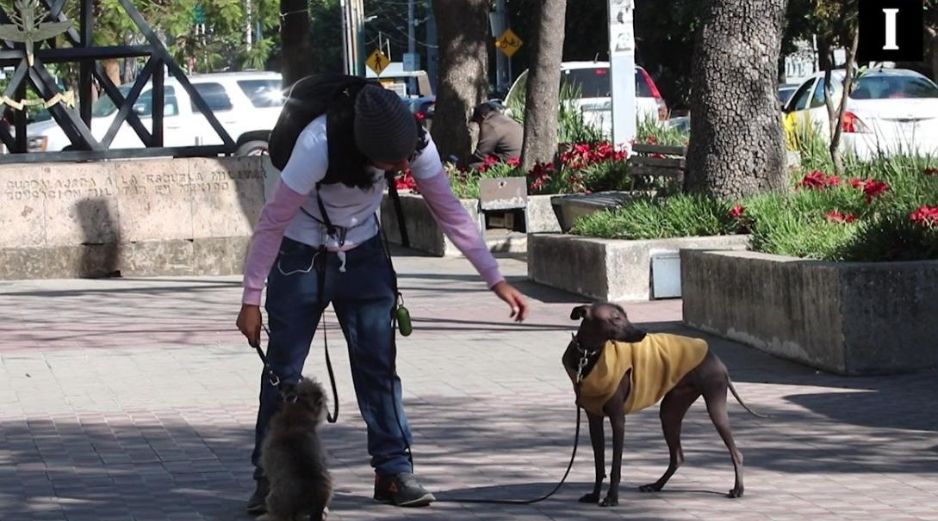 Diputados proponen castigar con hasta cinco años de cárcel el robo de mascotas. EL INFORMADOR/ ARTURO NAVARRO