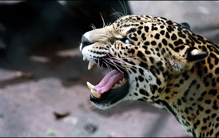 Fotos y videos muestran al encolerizado leopardo, así como a los heridos por el animal. NTX/ARCHIVO
