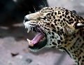 Fotos y videos muestran al encolerizado leopardo, así como a los heridos por el animal. NTX/ARCHIVO