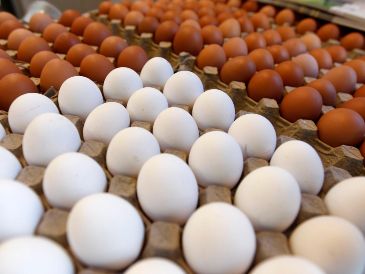 Existen tipos de huevo, que han despertado -desde hace mucho tiempo- el debate sobre cuál es mejor para el consumo: el de cascarón blanco o el rojo.  EL INFORMADOR / ARCHIVO