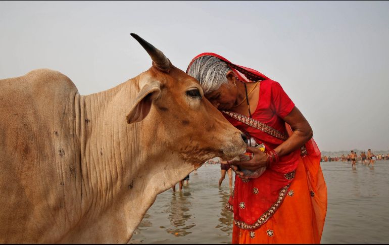 La figura de la vaca ocupa desde hace mucho una posición privilegiada en la mentalidad hindú. AP/ARCHIVO
