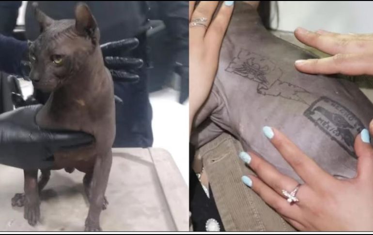 Al parecer uno de los tatuajes se lo hicieron sin anestesia, lo que es considerado maltrato animal. ESPECIAL