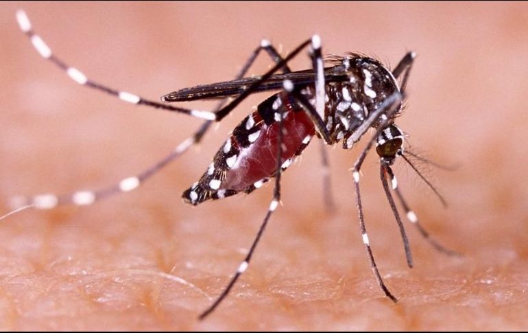 ¿Qué es el dengue, qué tipos hay hay y cuáles son sus síntomas?