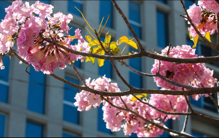 A pesar de que la primavera es una época hermosa, llena de flores, no significa un tiempo maravilloso para vivir en medio de la naturaleza para muchos, ya que representa un verdadero suplicio; también llega la alergia. EL INFORMADOR / A. Navarro