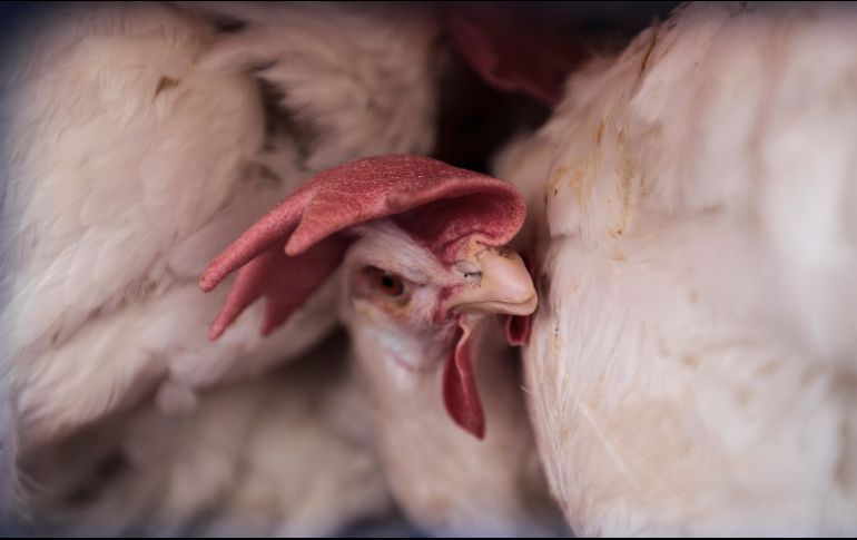 Ante el brote de gripe aviar se declaró una cuarentena, que durará cuatro semanas en las granjas cercanas. Si no se encuentra ninguna especie contaminada, se liberará. EL INFORMADOR / ARCHIVO