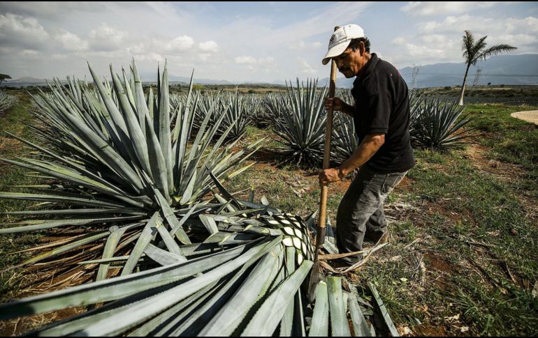 La industria del tequila sigue ganando terreno a nivel mundial gracias a la calidad de los procesos y al compromiso de los productores. EL INFORMADOR/ Archivo