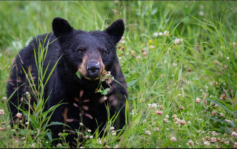 El oso fue llevado a un albergue animal, donde lleva una vida saludable. ESPECIAL/Foto de Pete Nuij en Unsplash
