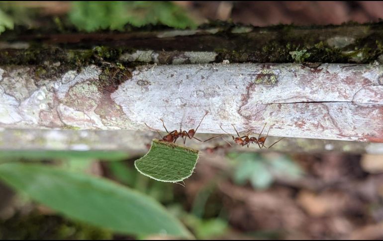 Hormigas cortadoras de hojas. EFE / M. Nelsen / Field Museum