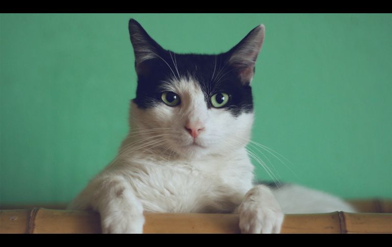 Entendiendo el catnip: su uso en la medicina y en el entrenamiento de gatos. UNSPLASH/ Manja Vitolic